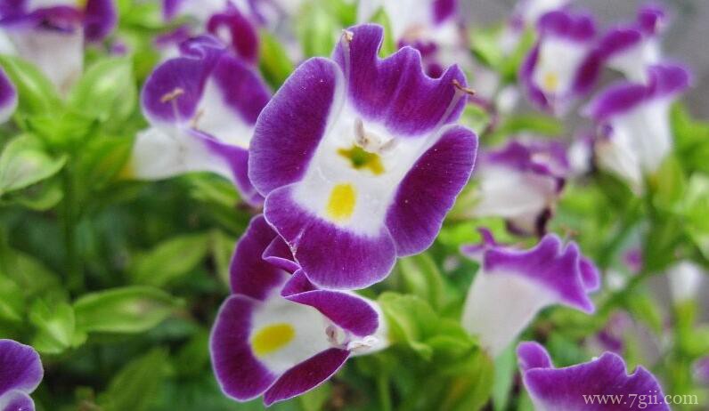 夏堇花花期养护方法