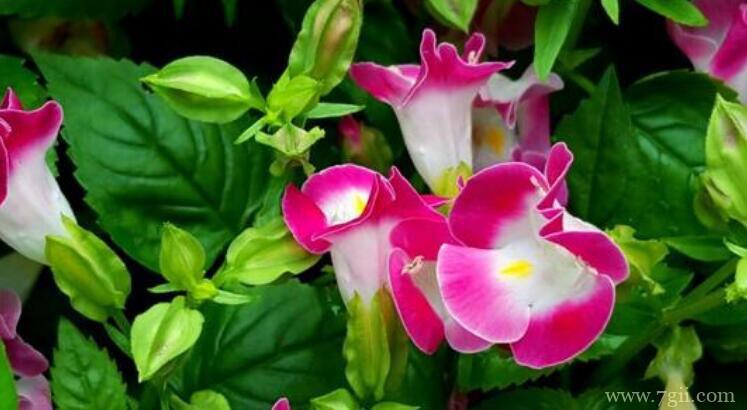 夏堇花花期养护方法