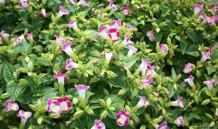 夏堇花花期养护方法