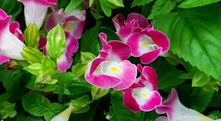 夏堇花语是什么？夏堇花期多长？