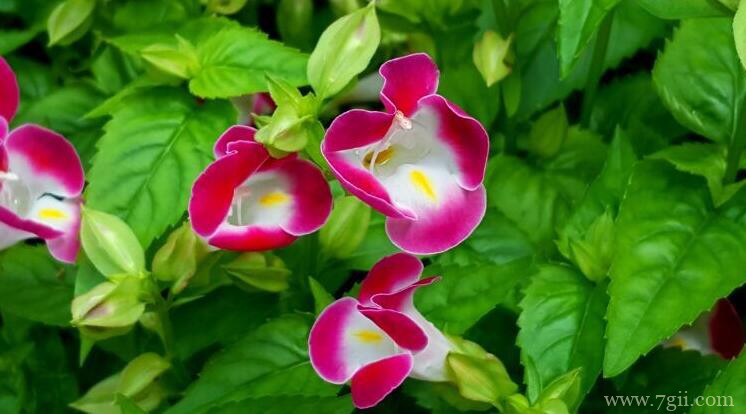 夏堇花语是什么？夏堇花期多长？