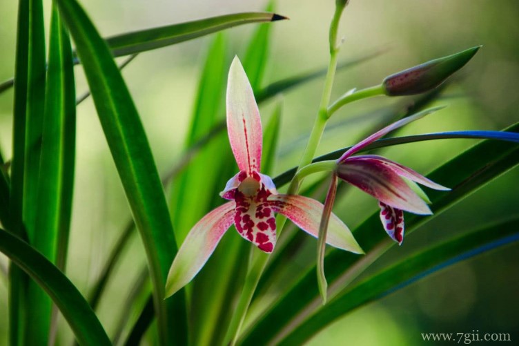 随州市的市花是什么？