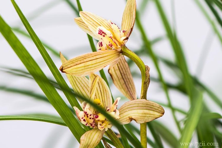 随州市的市花是什么？