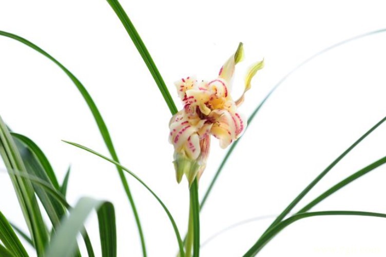 随州市的市花是什么？