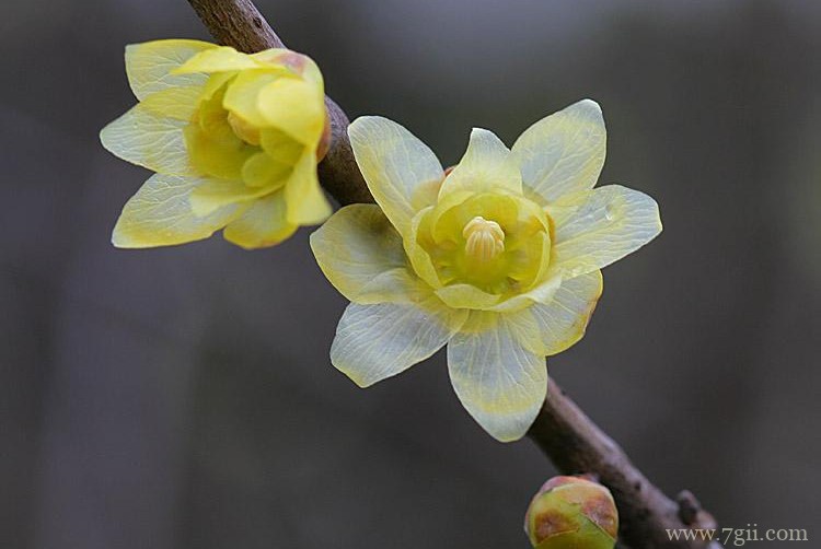 鄂州市的市花是什么？