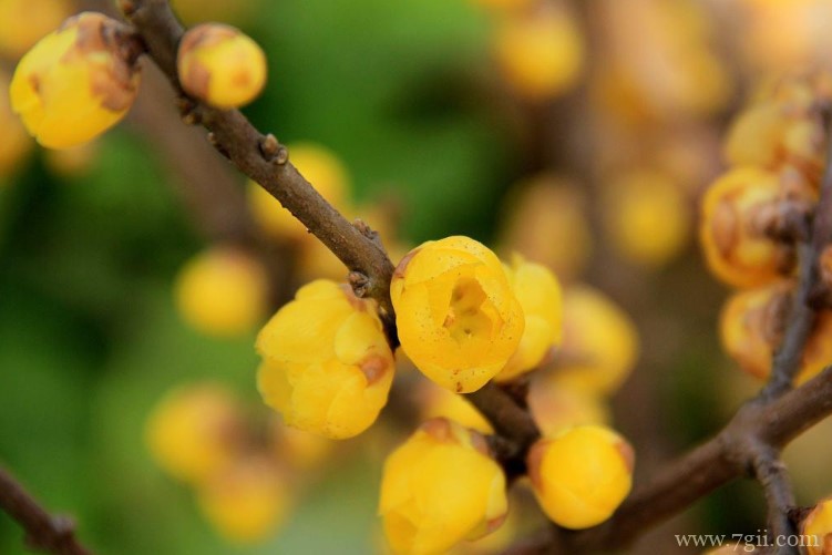 鄂州市的市花是什么？