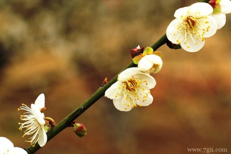 鄂州市的市花是什么？