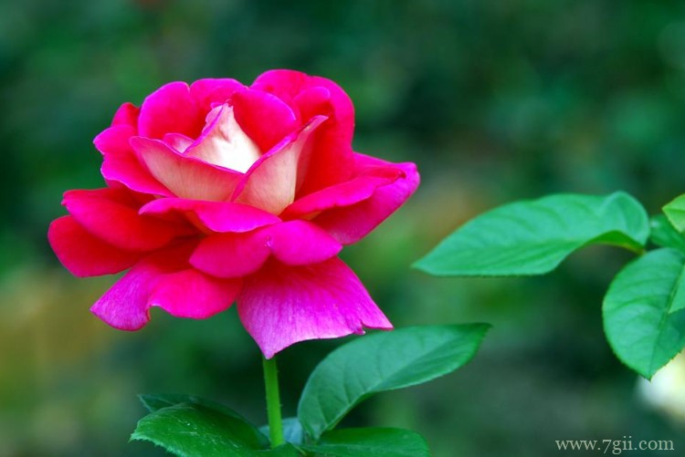 恩施市的市花是什么？