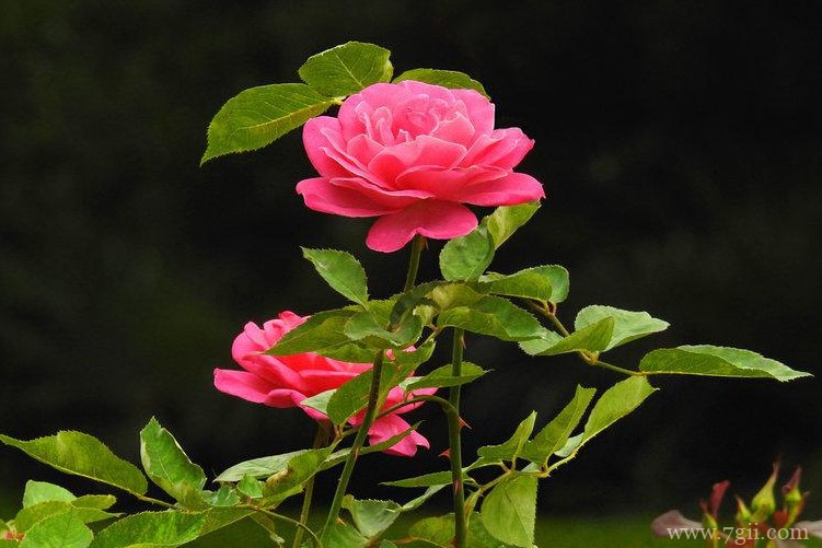 恩施市的市花是什么？