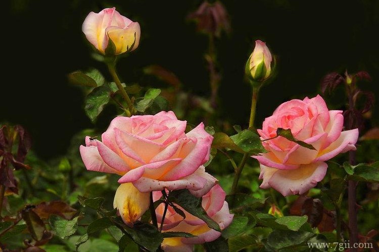 恩施市的市花是什么？