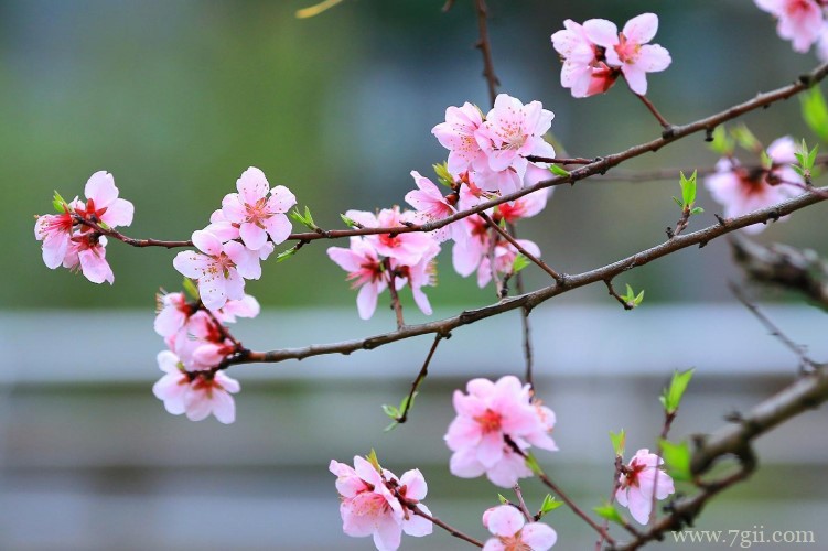 仙桃市的市花是什么？