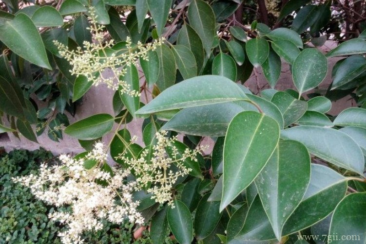 仙桃市的市花是什么？