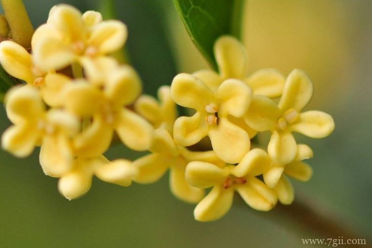 天门市的市花是什么？