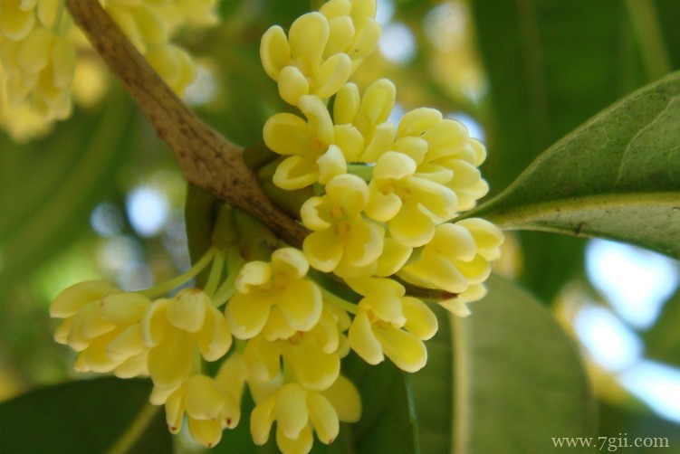 天门市的市花是什么？