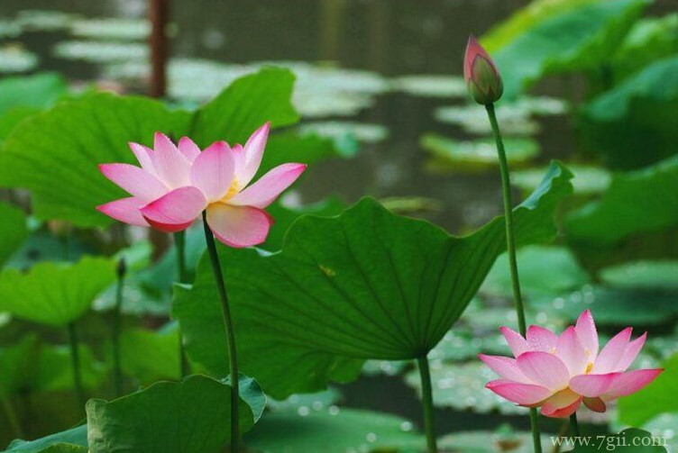 潜江市的市花是什么？