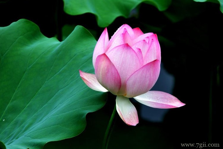 潜江市的市花是什么？