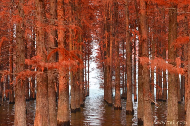 潜江市的市花是什么？