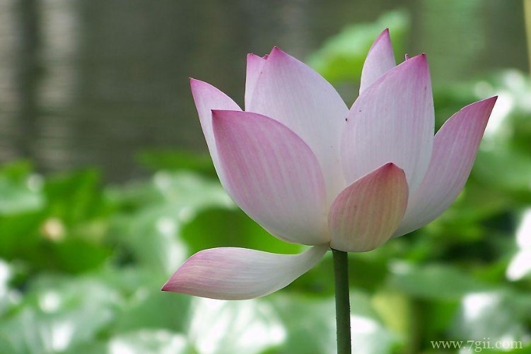 洪湖市的市花是什么？