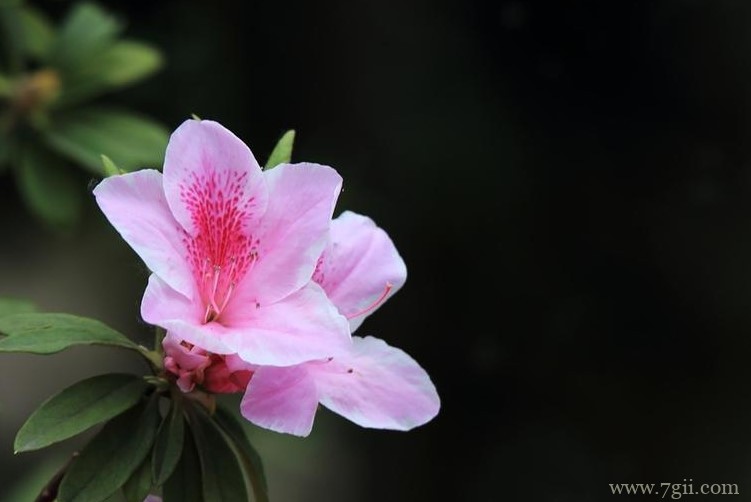 长沙市的市花是什么？