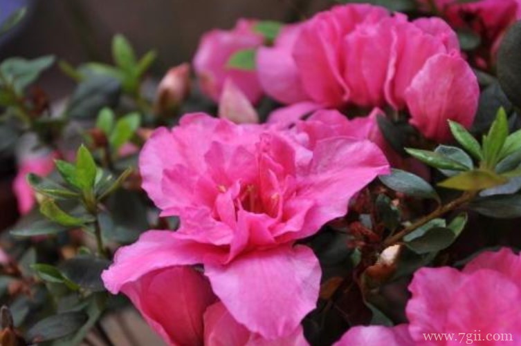 长沙市的市花是什么？