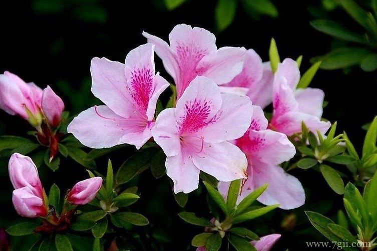 长沙市的市花是什么？