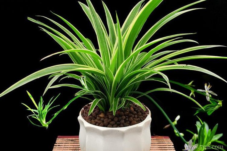 长沙市适合养什么花？