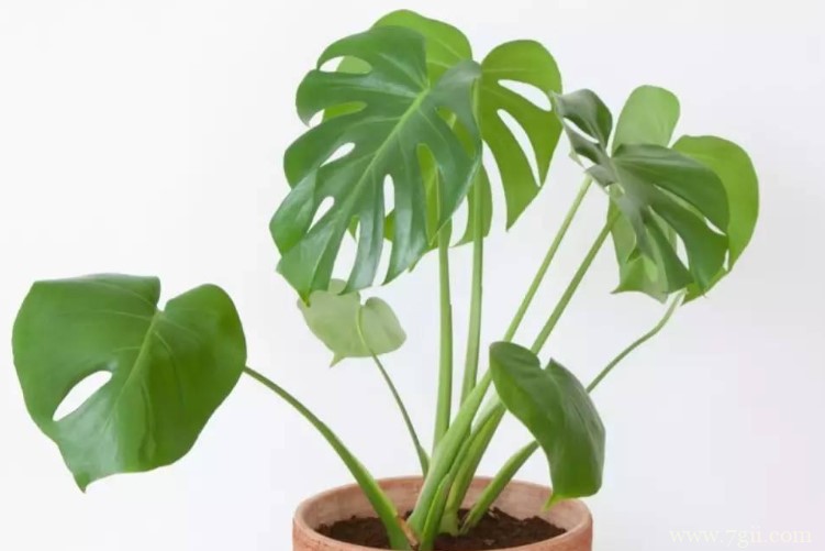 长沙市适合养什么花？