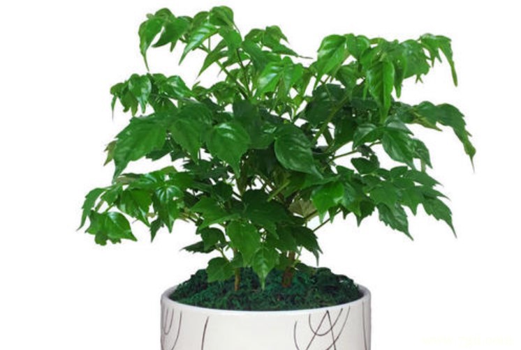 长沙市适合养什么花？