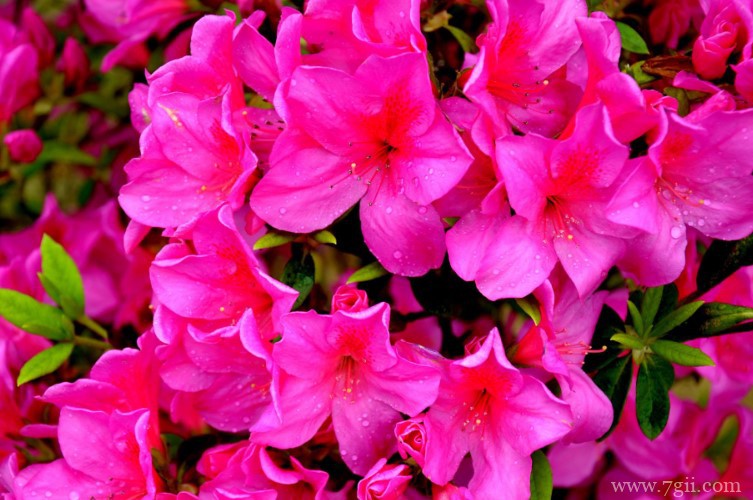 娄底市的市花是什么？