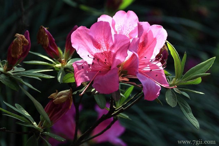 娄底市的市花是什么？