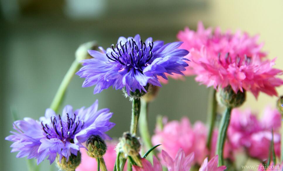 矢车菊有毒吗？