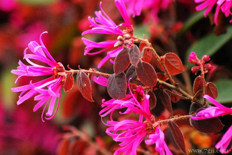 株洲市的市花是什么？