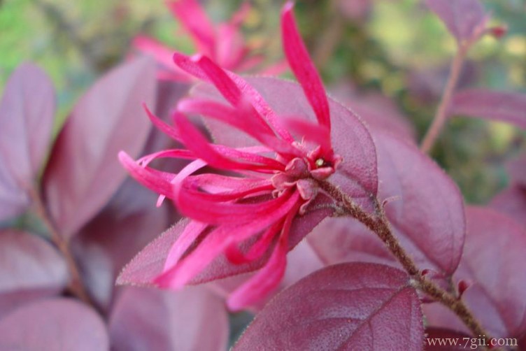 株洲市的市花是什么？