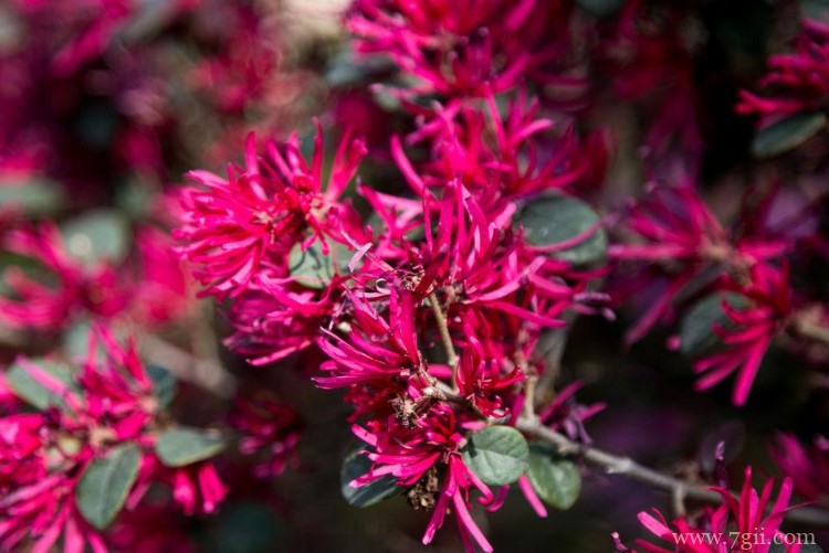 株洲市的市花是什么？