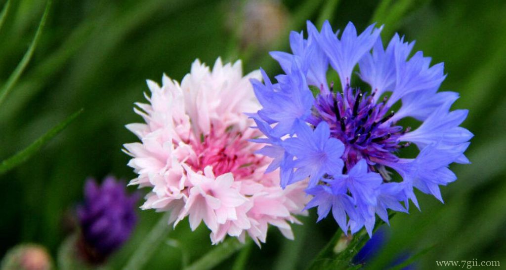 矢车菊有什么作用？