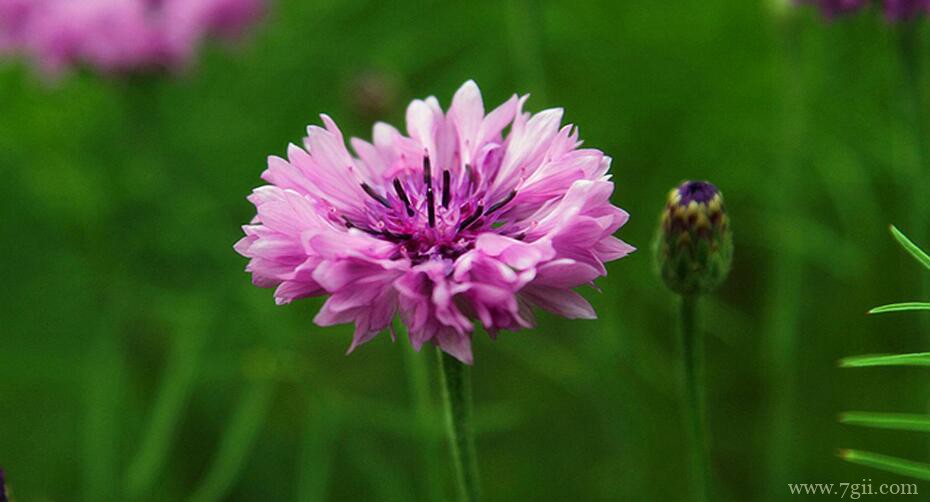 矢车菊怎么浇水？矢车菊的浇水时间和方法