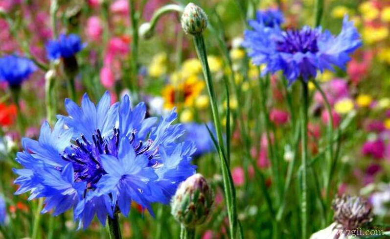 矢车菊怎么浇水？矢车菊的浇水时间和方法