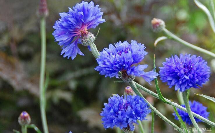 矢车菊的花语和寓意