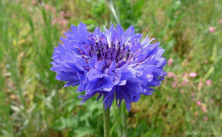 矢车菊的花语和寓意