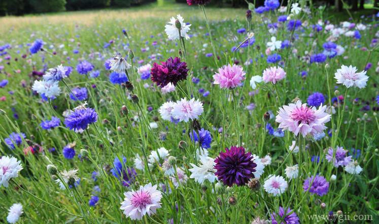 矢车菊的花语和寓意