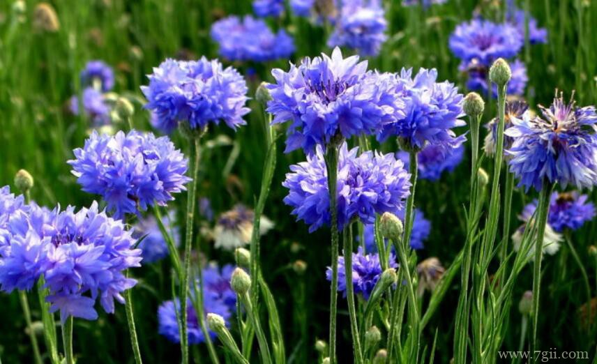 矢车菊的种植方法和注意事项