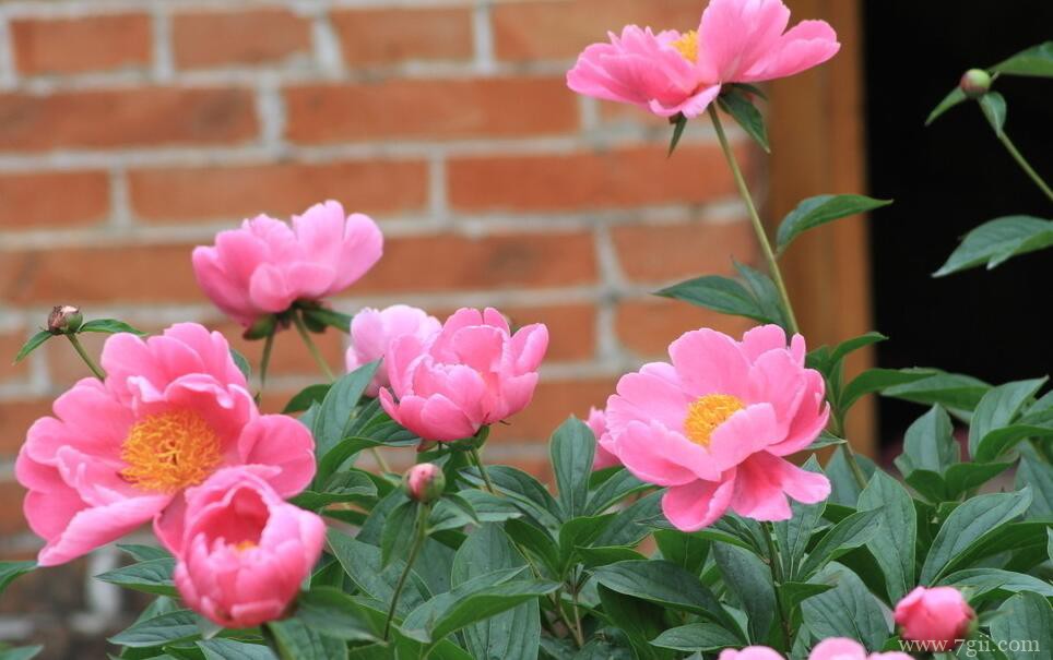 芍药花怎么养？芍药花的养殖技巧