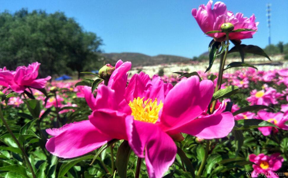 芍药花的养殖方法和注意事项