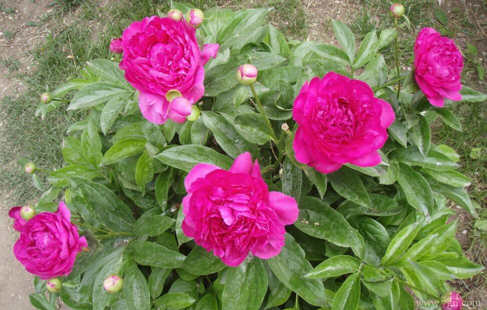 芍药花的养殖方法和注意事项