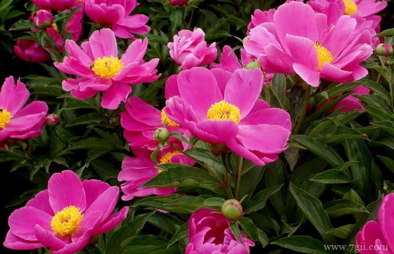 芍药花的养殖方法和注意事项