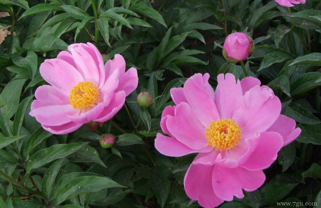 芍药花怎么盆栽？芍药花的盆栽种植方法