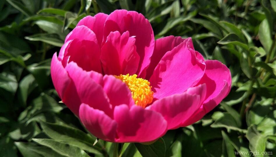 芍药花怎么盆栽？芍药花的盆栽种植方法