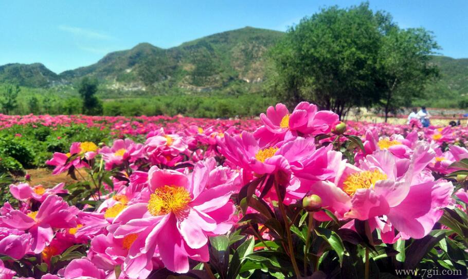 芍药花怎么盆栽？芍药花的盆栽种植方法