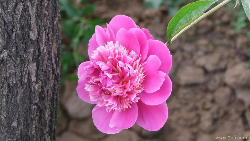 芍药花怎么养殖？注意摆放光线良好处养护