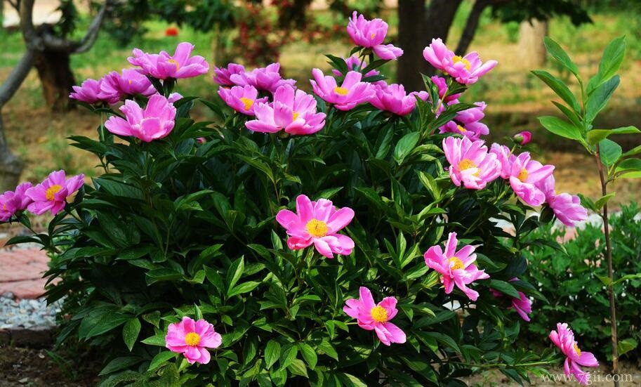 芍药花花朵发黑怎么办？